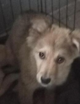 ARON 💚💚💚 Süßes Hundekind - Bad Karlshafen