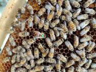 Bienenvolk Carnica Königin aus 2024 auf 11 DNM Waben sehr sanftmütig - Seelze