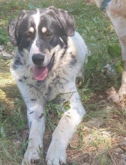 Levi - wer schenkt ihm ein Zuhause? - Alfeld (Leine)