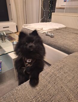 Zwergspitz jung - Ebermannstadt