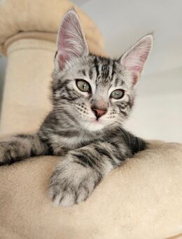 Bengal Mainecoon Mix Kitten - Berlin