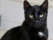 Black, neugierig, verschmust - Westerholt