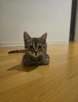 Babykitten - Lippstadt