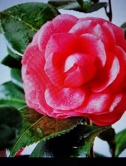 Kamelie i.S. rosa Blüte - Norderstedt