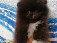 Choco Boy Zwergspitz/Pomeranian - Bad Rappenau