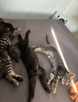 Katzen Jungs gestreift 90€ pro Katze - Lauffen (Neckar) Zentrum