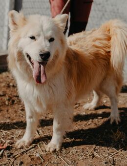 Bärchen Balu - Stuttgart