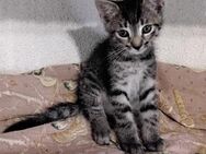 Wunderschöne Hauskatzenkitten suchen ein neues Heim, Hausaufzucht! - Moosburg (Isar)
