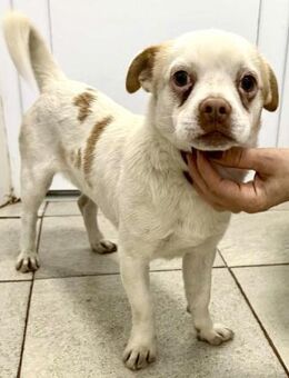 Alvie - katzenverträglich & verschmust - Koblenz