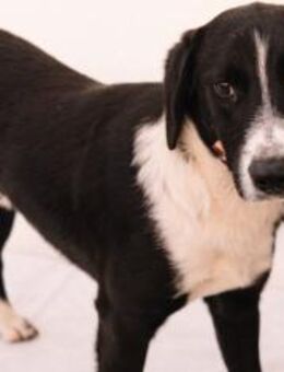 Charmeur Domino - Ellerbek