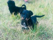 Mini Yorkshire Terrier x Dackel - Fürstenwalde (Spree)