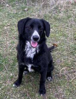 Liebe Lani sucht ihre Familie - Kleinostheim