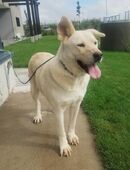 Bella ist eine wunderbare Hündin in 29690