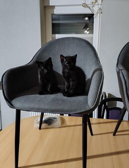 Katzen Kitten - Elstra