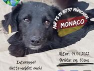 MONACO - sucht sein Spatzerl - Waakirchen