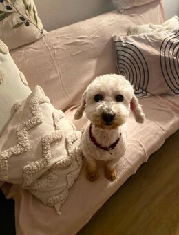 Traumhund Lui sucht sein Für-Immer-Zuhause - Frankfurt (Main) Niederrad