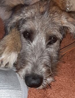 Irischer Wolfshund Rüde 22Wochen - Limburg (Lahn)