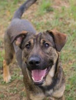 DOBBY - laßt uns Kekse jagen - Overath