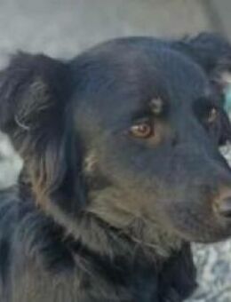 Adi - Mensch-Hund-Katze - sie liebt alle - Mettmann