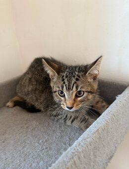 Babyykatze - Grevenbroich
