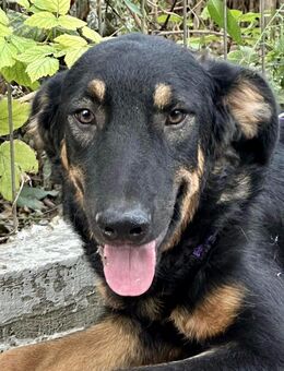 Hugo - Rotenburg (Fulda)