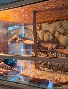 Kornnattern suchen neues Zuhause - Berlin Reinickendorf