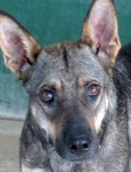 Noah 3 -sehr lieb und unsicher- - Oldenburg