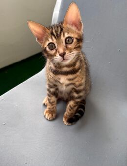 Reinrassige Bengal Kitten - Castrop-Rauxel