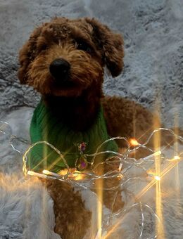 LUX TOY PUDEL.MINI - Berlin