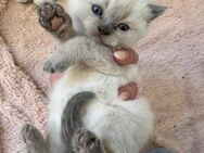BKH Kitten in traumhaften Farben Blue Point und lilac point mit blauen Augen - Eschweiler