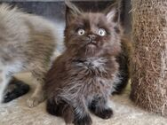 Maine coon Snowbengale Mix Kitten - Bous