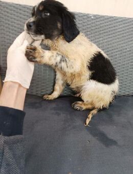 ❤️Alfi - Hoffnung für 5 Geschwister - Eutingen (Gäu)