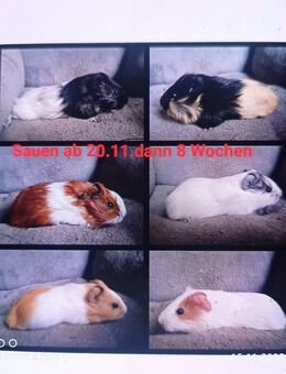 Meerschweinchen Sauen 8 Wochen bis 3 Jahre - Zarrentin (Schaalsee)