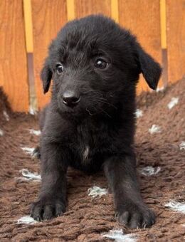 Welpenmädel Kira 💖 - Laufen