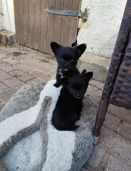 Chihuahua Welpen - Grevesmühlen Zentrum