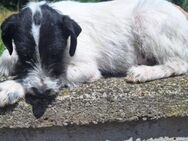 LOLA 3 sucht Familie - Gefrees