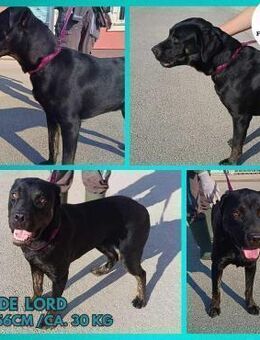 Lord junger Cane Corso Mischling Rüde - Margetshöchheim