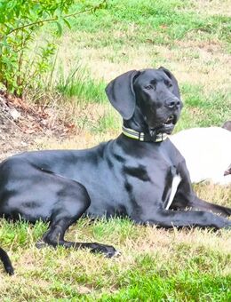 Bildhübsche Deutsche Dogge Hündin 6 Monate alt. - Netphen Eckmannshausen