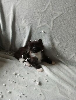 **Süße Katzenbabys suchen liebevolles Zuhause ❤️ - Frankfurt (Main) Heddernheim