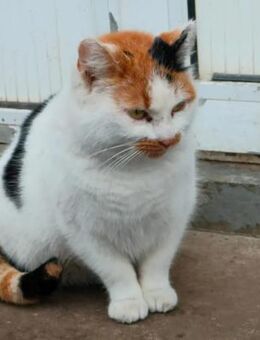 Mia Kleine Glückskatze sucht Familie - Unterföhring