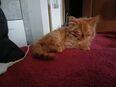 2 Maine Coon/Ragdoll mix in 04451