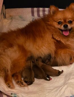 Pomchi-Welpen - Rosenheim