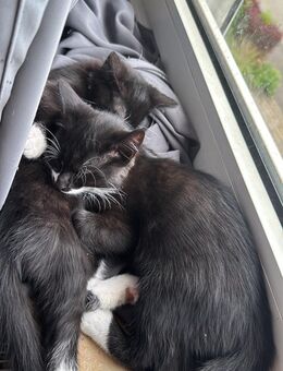 Katzen Babys suchen neunen Dosen Öffner - Remscheid