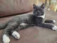Bkh kitten muss dringend weg... - Dorsten
