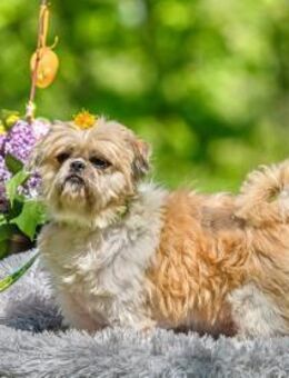 Nitro ❤️ - Burgsinn