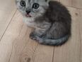 Britisch Kurzhaar Silvertabby Tranierte Verpielte Katzen Rassekatzen (STUBENRHEIN, Kleinkinder geeignet) in 27576