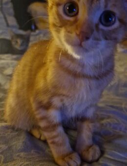 Katzenbabys abzugeben RESERVIERT - Waldbröl