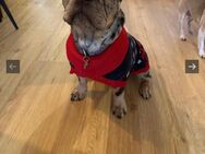 Französische Bulldogge 9 Monate jung - Postbauer-Heng (Markt)