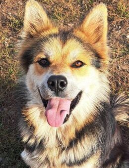 Schöner Cesar sucht seine Menschen - Weilheim (Oberbayern)