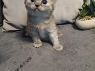 BKH Kitten - Meinersen